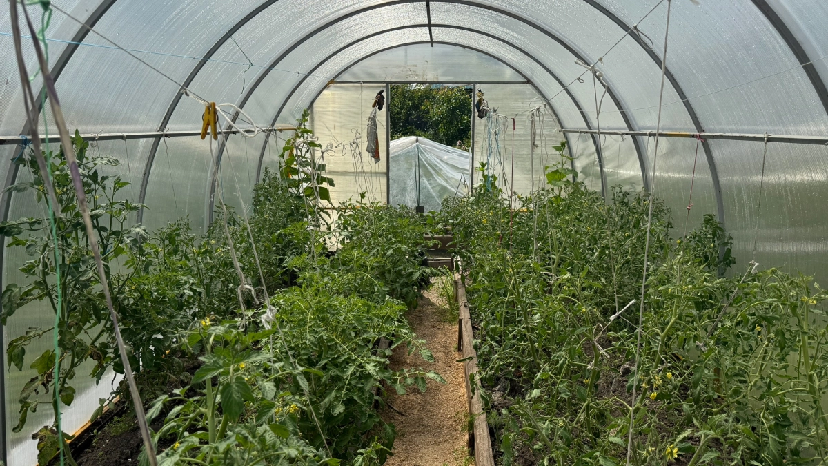 Поликарбонат больше не в моде: выбрала для теплицы материал лучше – стоит копейки и никакой пыли