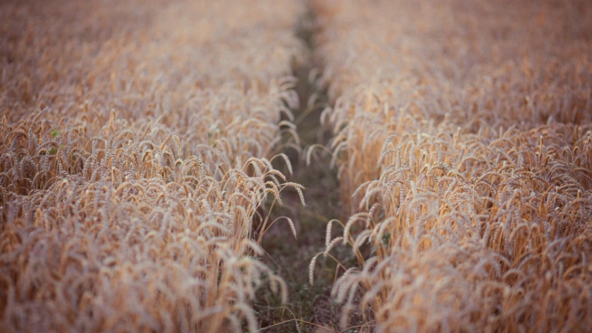 Посевы озимых перенесли зиму лучше ожиданий