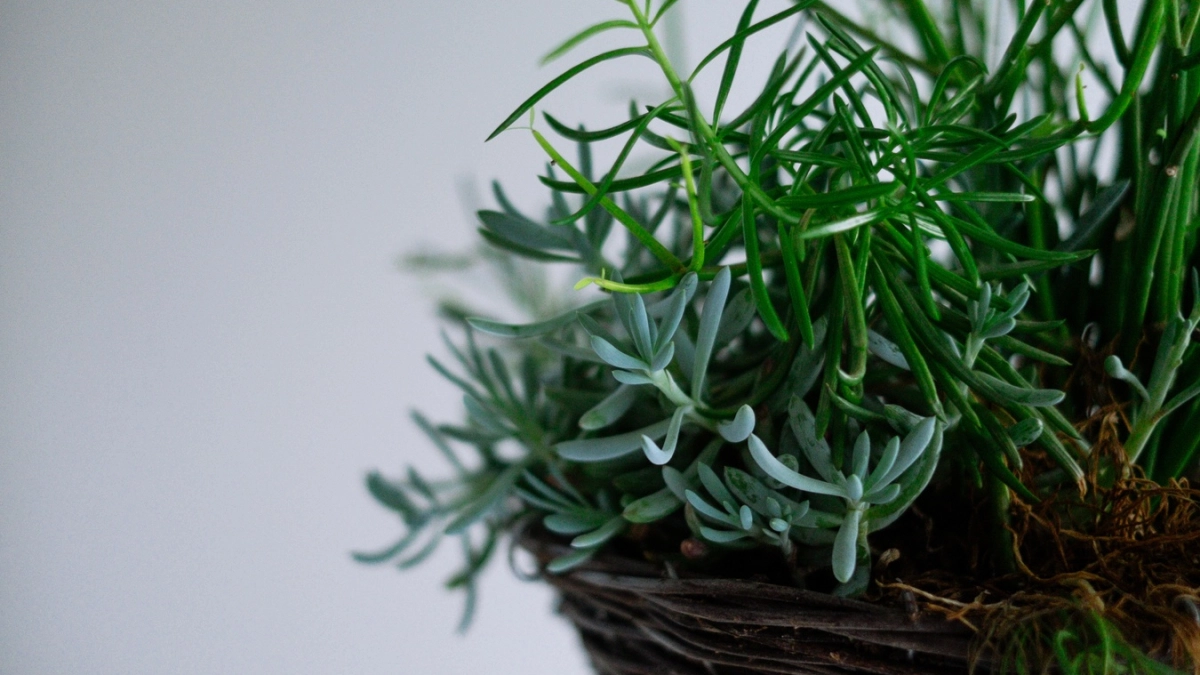 Отправляю веточку в банку — и крепкий сон обеспечен: разницу заметили все домочадцы