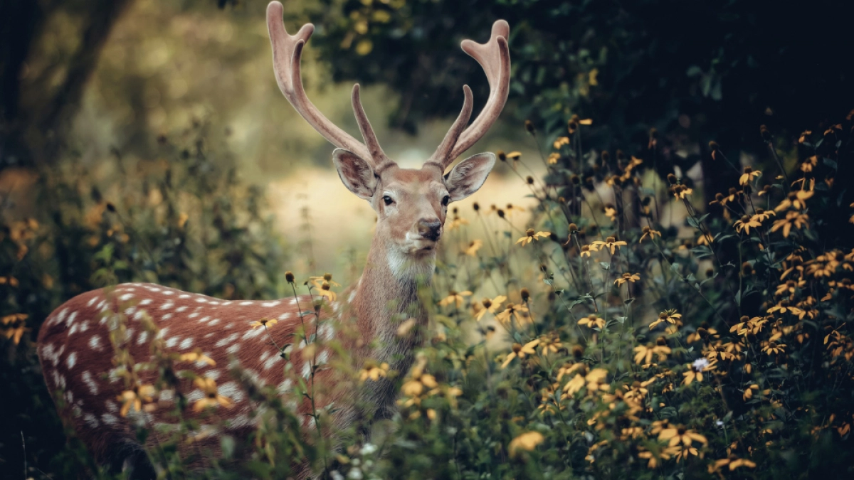 В Липецке стартует весенний сезон охоты с 20 марта