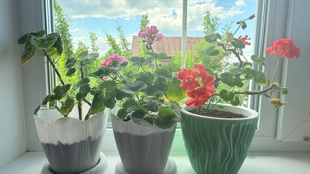 Герани в марте – первым делом: будет цвести красивыми большими шапками всю весну