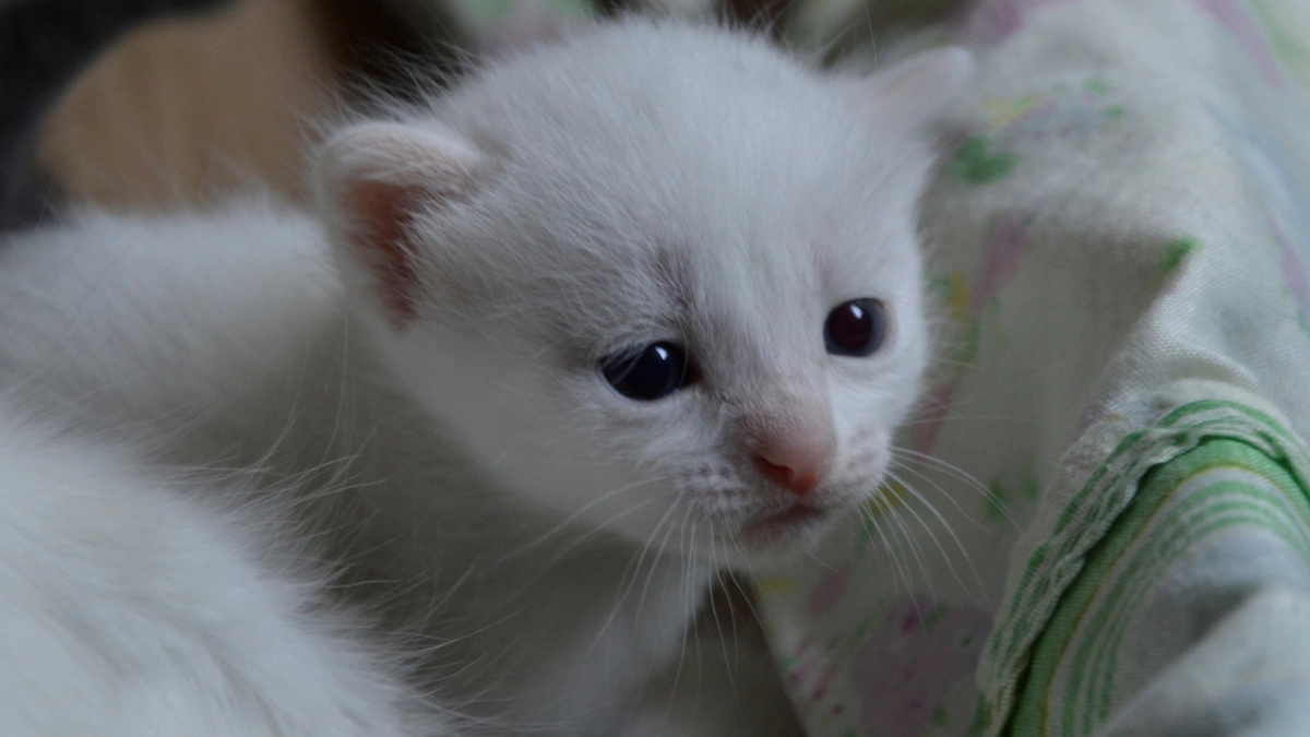 Почему никогда нельзя смотреть в глаза кошке: зоопсихологи раскрыли правду