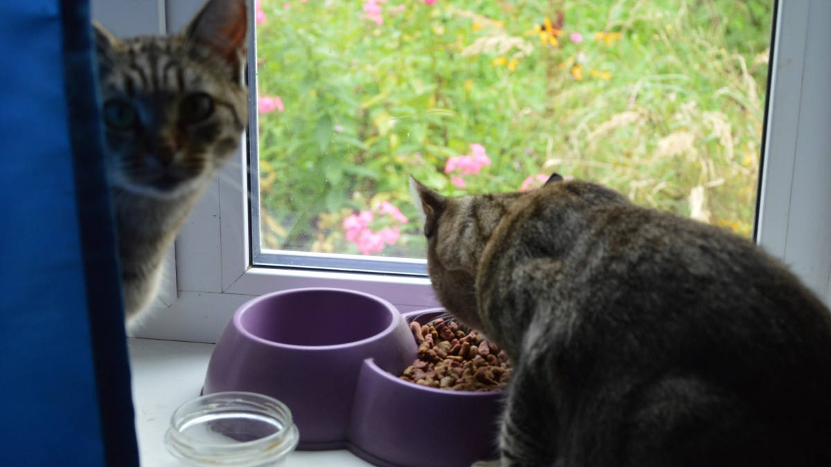 Кошка не ест корм целиком — только жидкую часть: норма или тревожный сигнал