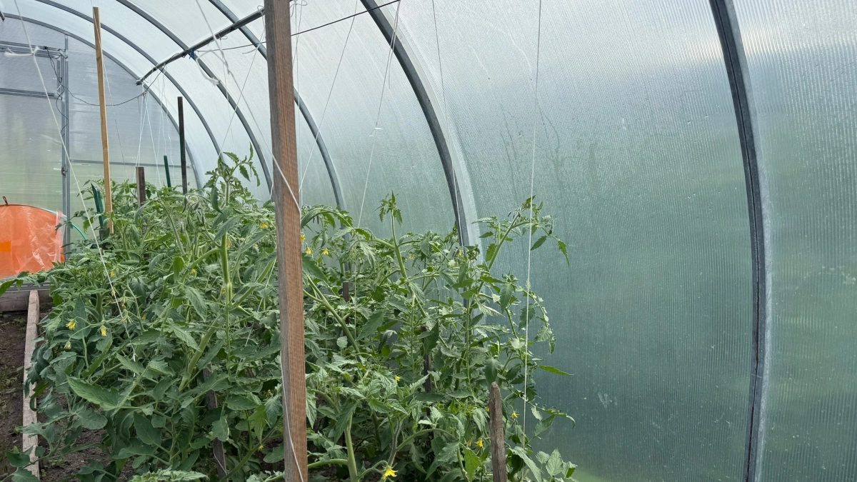 Для чего опытные дачники всегда ставят бочку с водой в теплицу: смысл не только в поливе