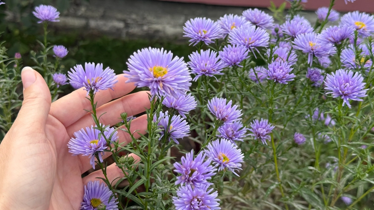 Петунии и бархатцы больше не в моде - в наши сады пришел шикарный многолетник: цветет с лета и до поздней осени