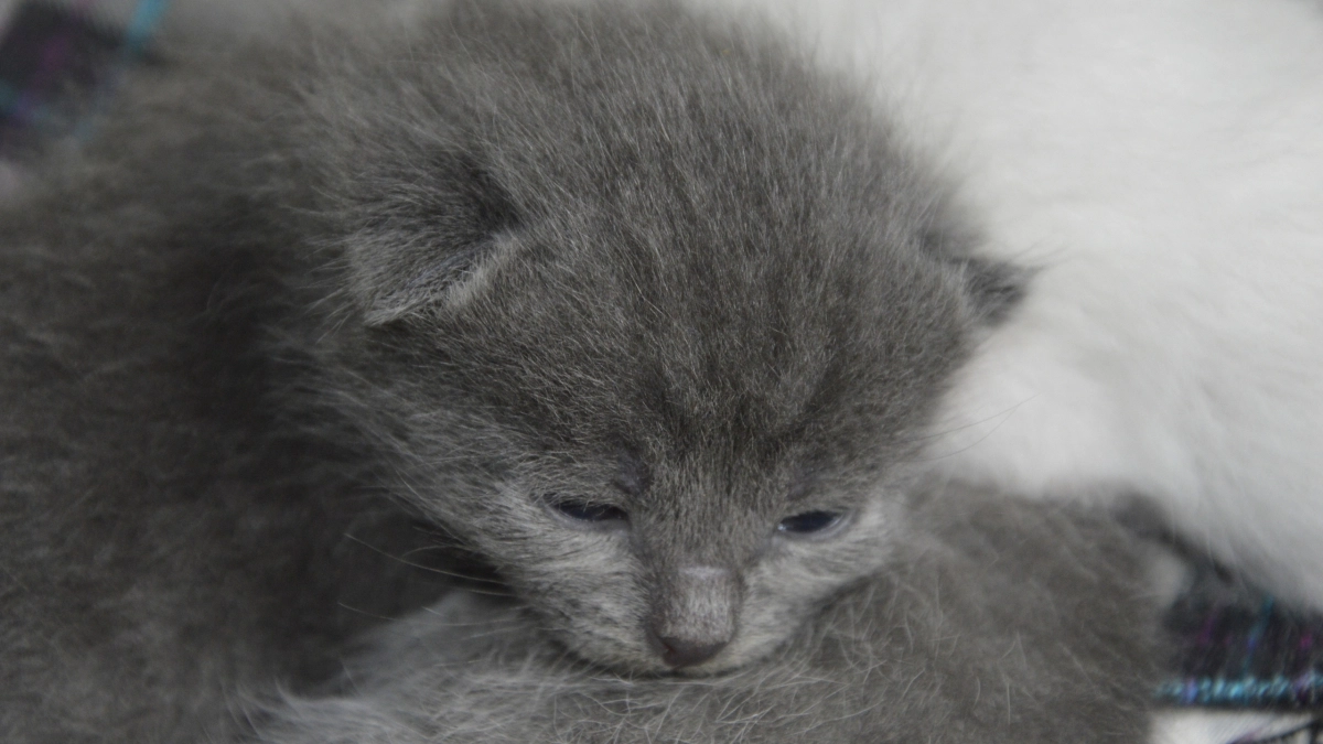 Как кошки «наказывают» своих котят: 6 методов воспитания — от взгляда до оплеухи