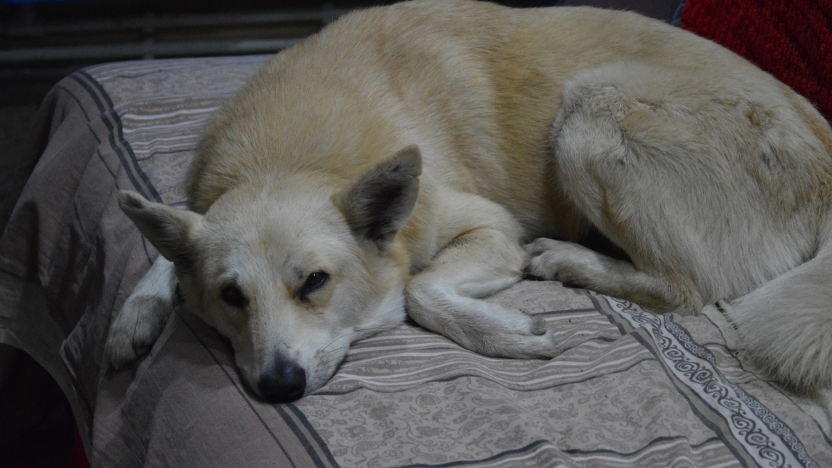 Эти собаки понимают без слов: 10 пород, с которыми можно и плакать, и смеяться