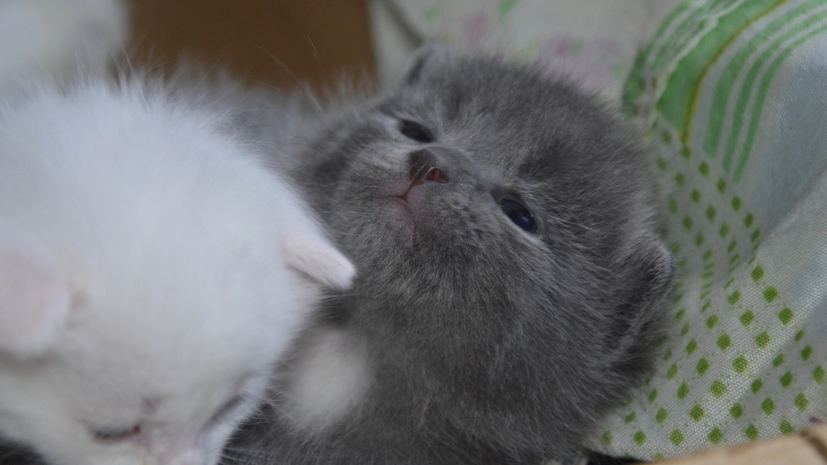 Вот почему нельзя целовать кошек в нос — всё гораздо серьёзнее, чем кажется