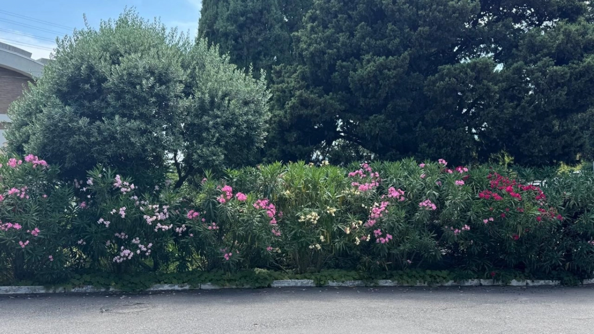 На наш Юг больше никогда - ушлые туристы отыскали другое место: вода теплая, не хамят и в 2 раза дешевле, чем в Сочи