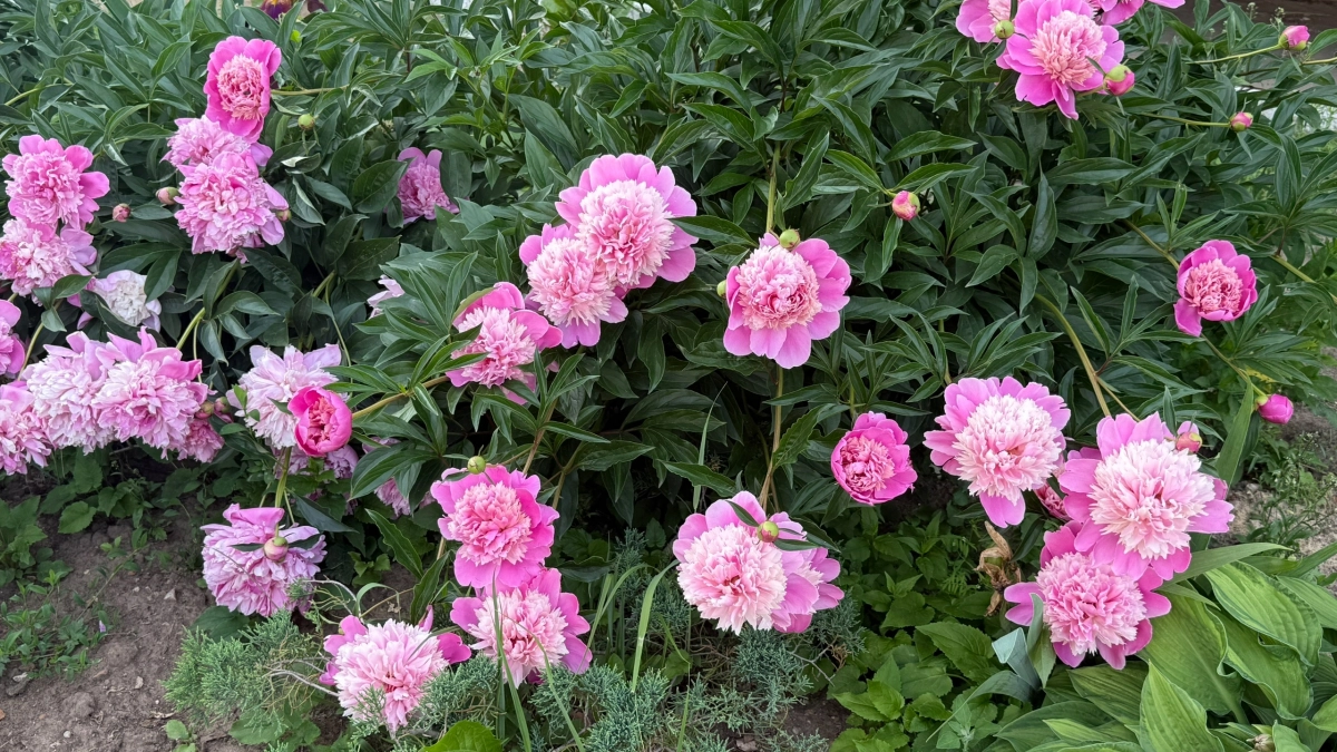 Соседи будут оборачиваться: 7 кустарников, которые превратят ваш сад в цветущий рай