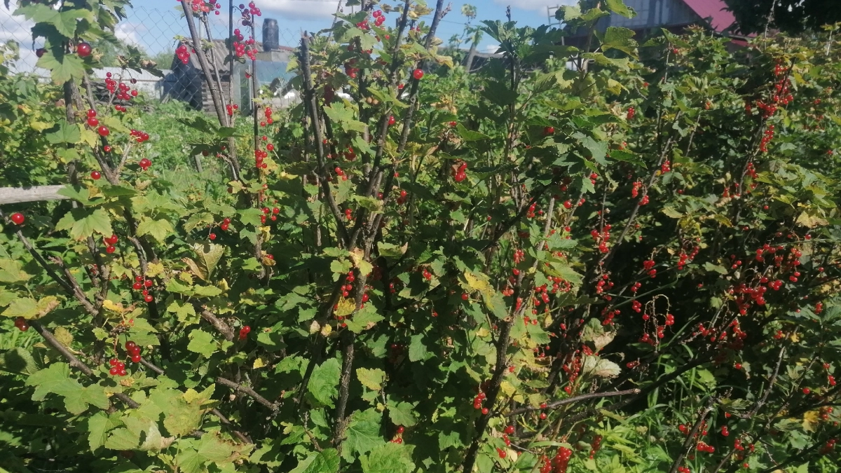 Тля и клещи мрут прямо на ветках: искореняющая обработка смородины для богатого урожая — большие и сочные ягоды собираю вёдрами