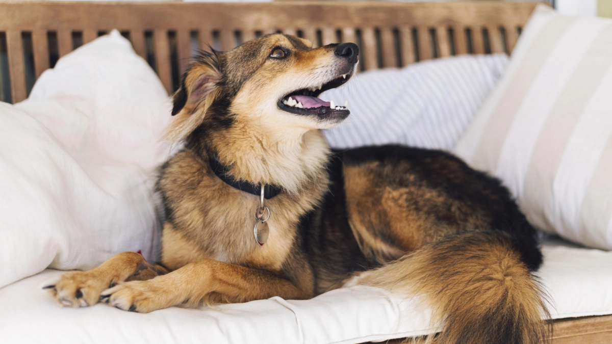 Собака для тех, кто целый день на работе: 5 пород, которые не скулят и не грызут обувь