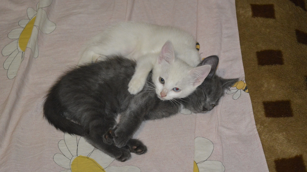 Можно ли спать с кошкой в одной постели: эксперты рассказали о последствиях