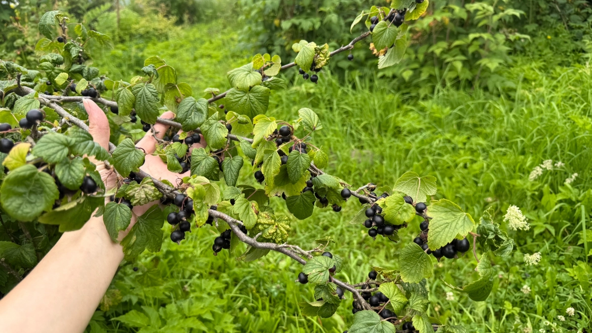 Как только сходит снег — первым делом под куст: и смородина идёт крупная, как черешня - одна подкормка весной решает все