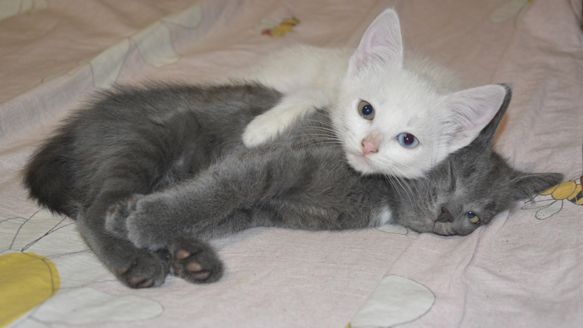 Для них вы — центр вселенной: породы кошек, которые обожают хозяев и идеально подходят для семей с детьми