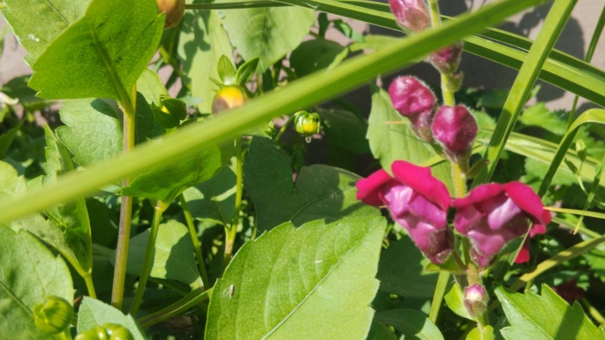 Петунии и бархатцы в пролете - в наши сады явился шикарный многолетник: радует все лето без остановки