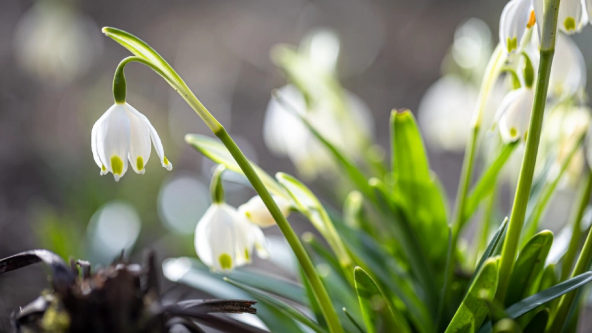 Липецкие подснежники могут обойтись в миллион рублей
