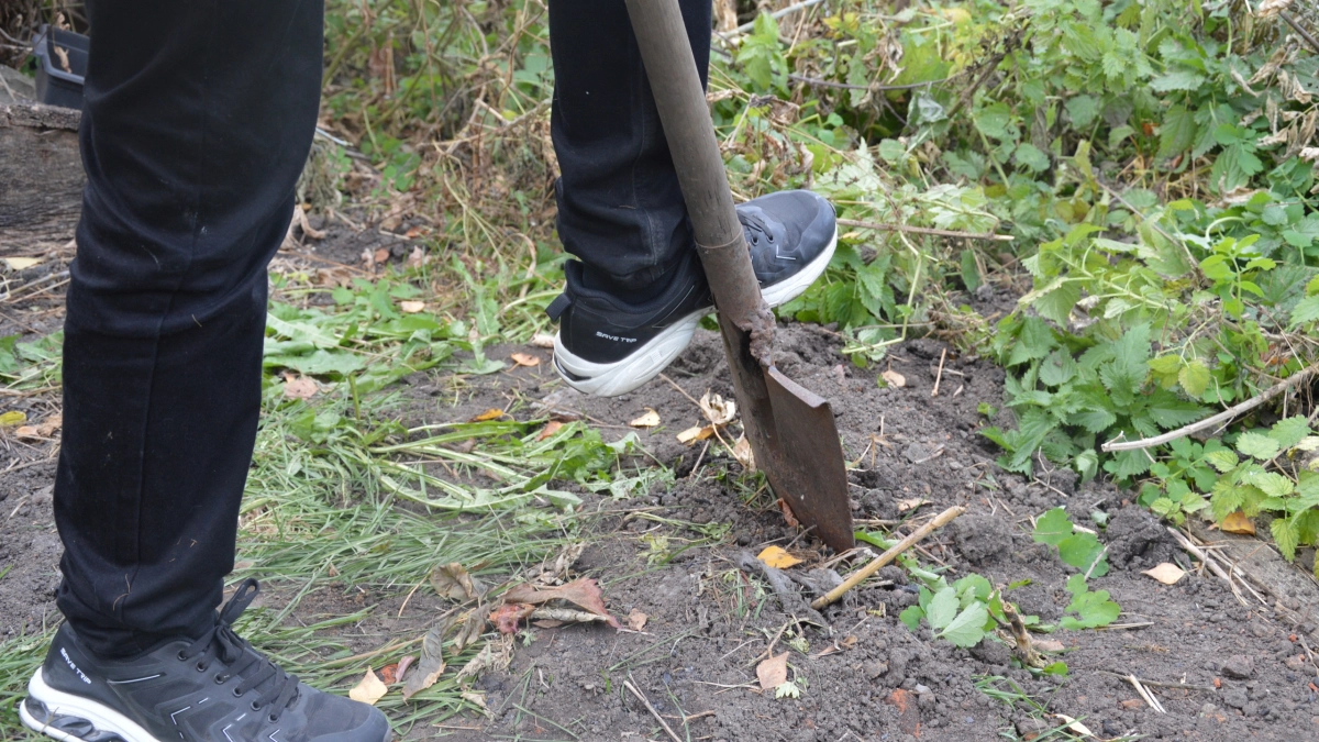 1 ложка на грядку после схода снега: чеснок вырастает крупным и хранится до лета