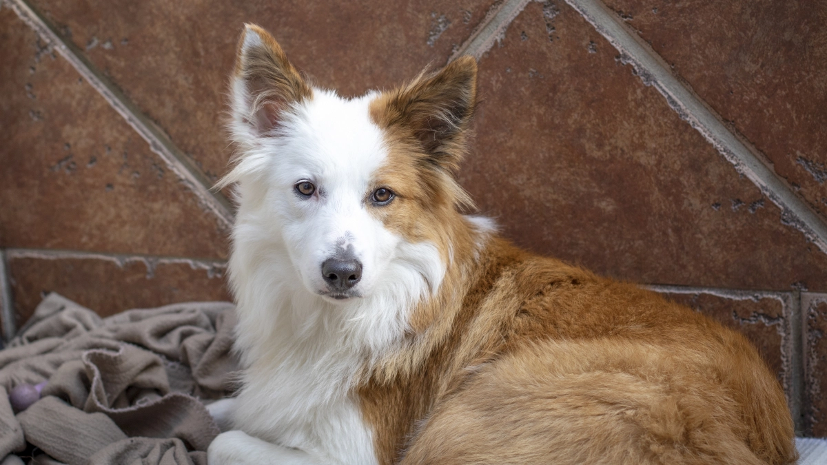 Собаки, которые не оставляют шерсть на диване и одежде: 6 пород для любителей чистоты