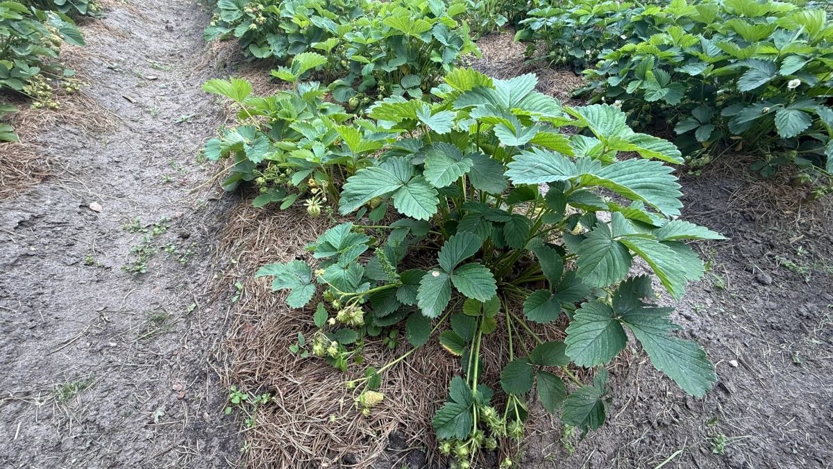 Клубнике после таяния снега — первым делом: проводим 4 процедуры для крупных ягод