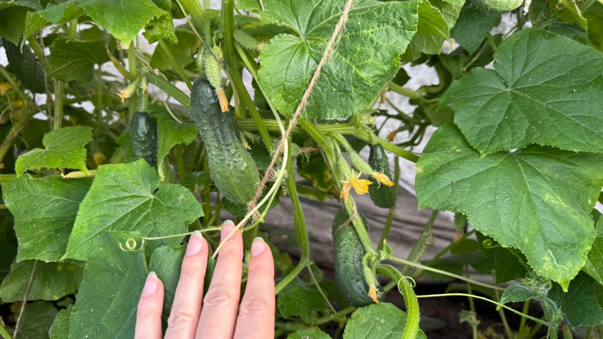 Никаких грядок, теперь сажаю огурцы только так — в бочку с "сюрпризом": прут как бешеные, руки устают собирать