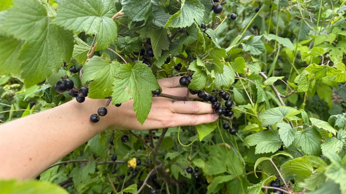 Тля и клещи мрут прямо на ветках: искореняющая обработка смородины для богатого урожая — большие и сочные ягоды собираю вёдрами