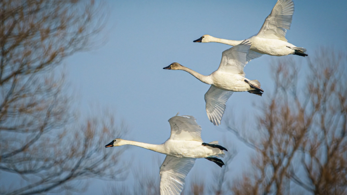 Тысячи гусей заполнили небо над Липецкой областью