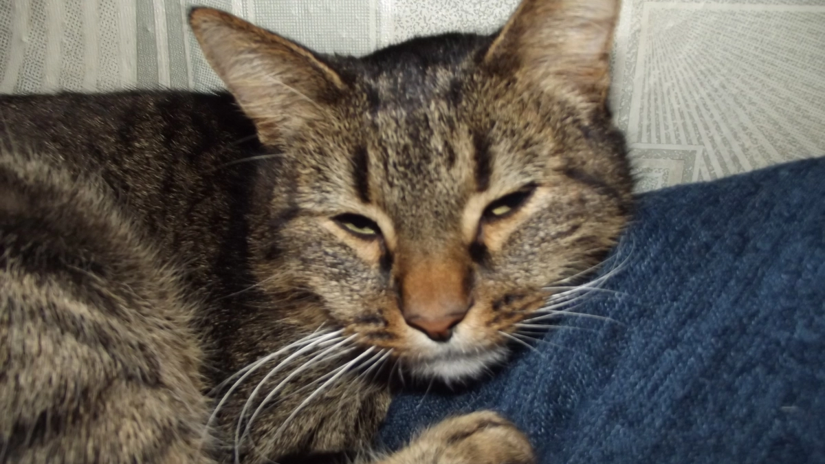 Вот почему некоторые кошки спят у порога входной двери: тайна странной привычки