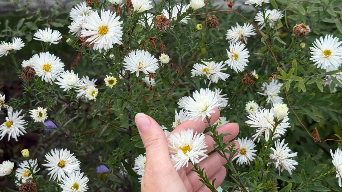 Как снег сойдет: в апреле сею эти 5 многолетников сразу в грунт — проверенный список без лишнего риска