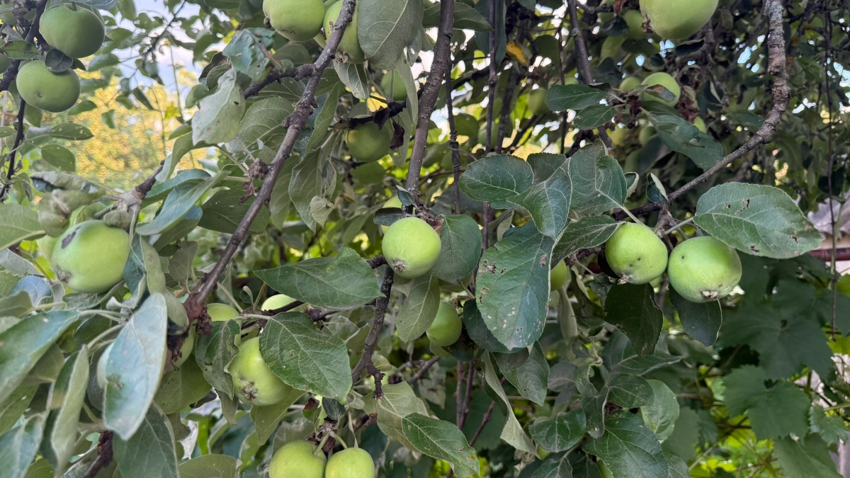 Для деревьев весной – первым делом: беру это средство, чтобы забыть о вредителях до конца сезона