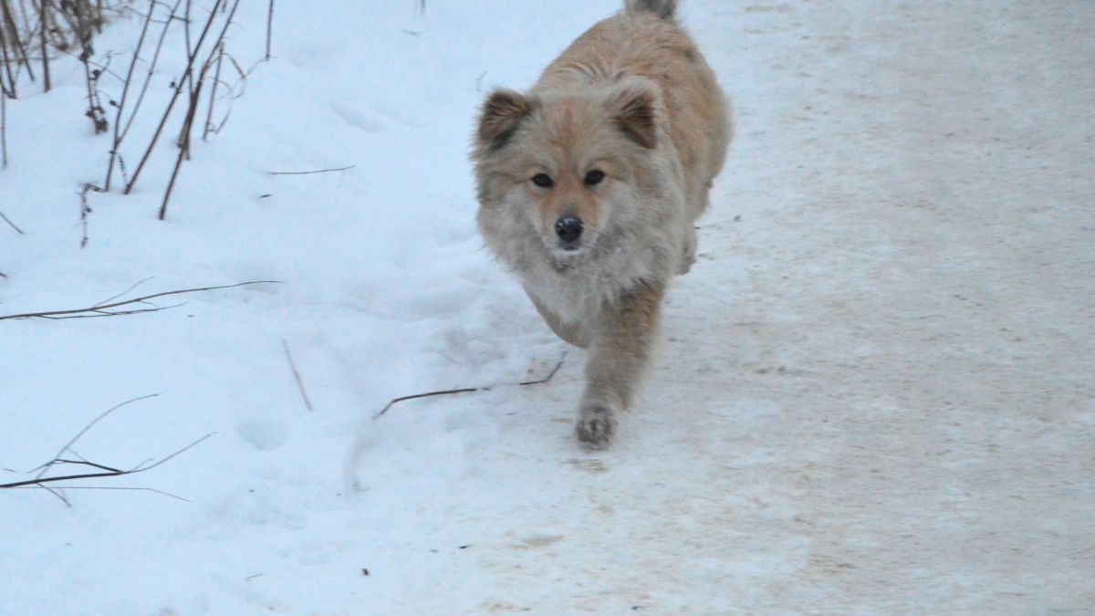 Понимают команды с первого раза и не упрямятся: 5 пород собак, которые подойдут новичкам