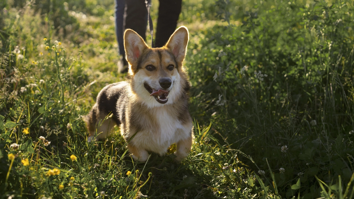 Понимают команды с первого раза и не упрямятся: 5 пород собак, которые подойдут новичкам