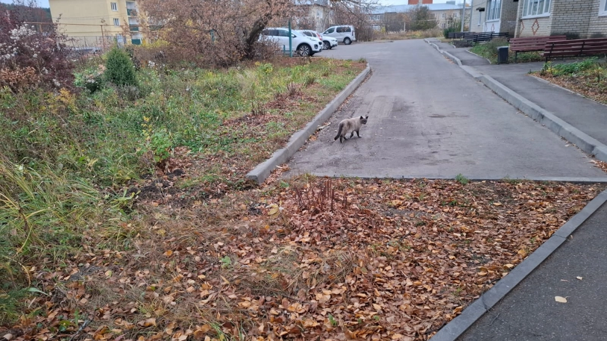 Чем привлекает самый кошачий город России, и почему тут хорошо даже людям