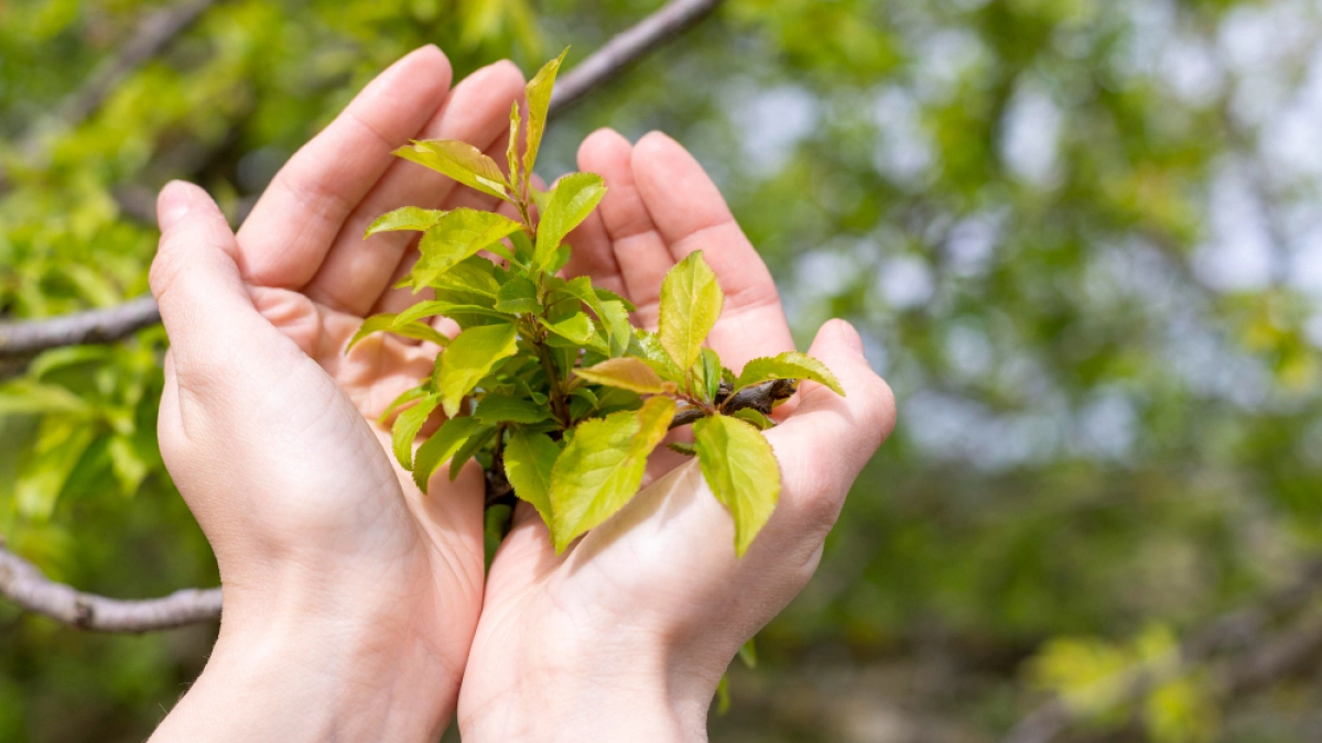 Липецкие эковолонтёры признаны лучшими в России