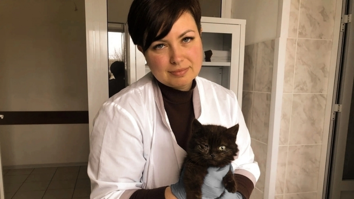 В Долгоруковском округе ветеринары спасли кота Пушка от инфекции