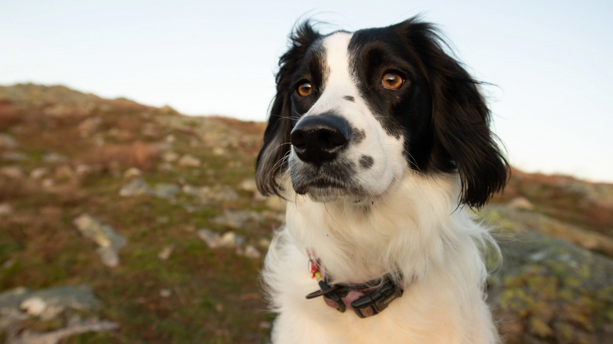 Не скулят, не портят вещи и терпеливо ждут: 5 пород собак для тех, кто подолгу не бывает дома