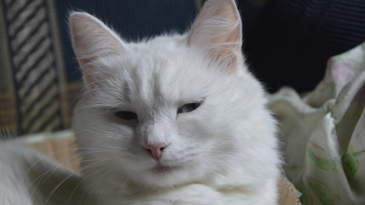 Вот почему нельзя прогонять кошку, если она заняла ваше место: какие будут последствия