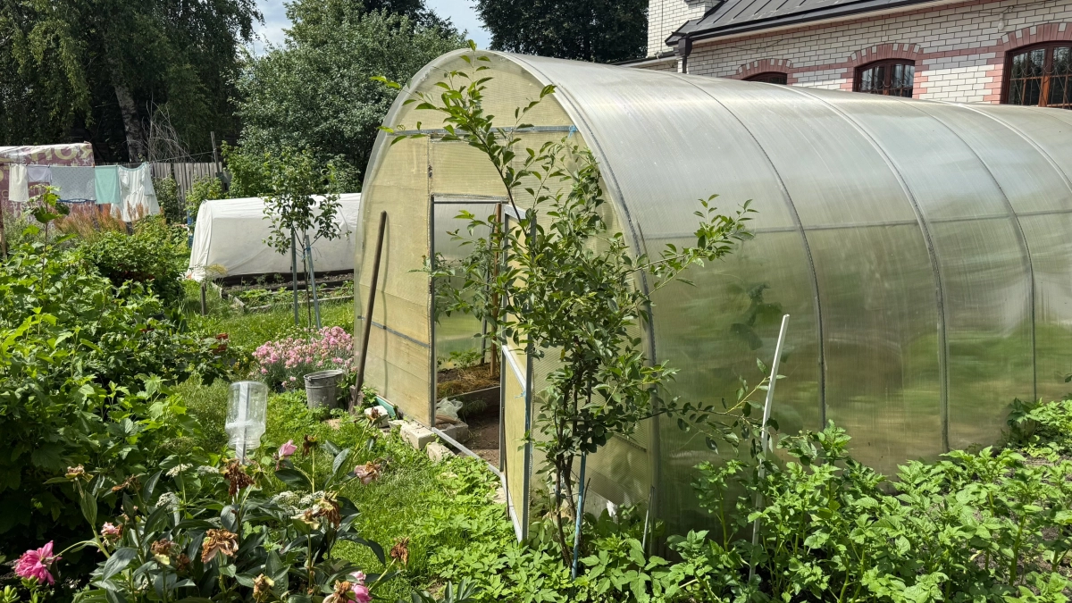 Ставлю бочку с водой в теплице и всю весну не нарадуюсь своей хитрости: простой лайфхак для защиты рассады