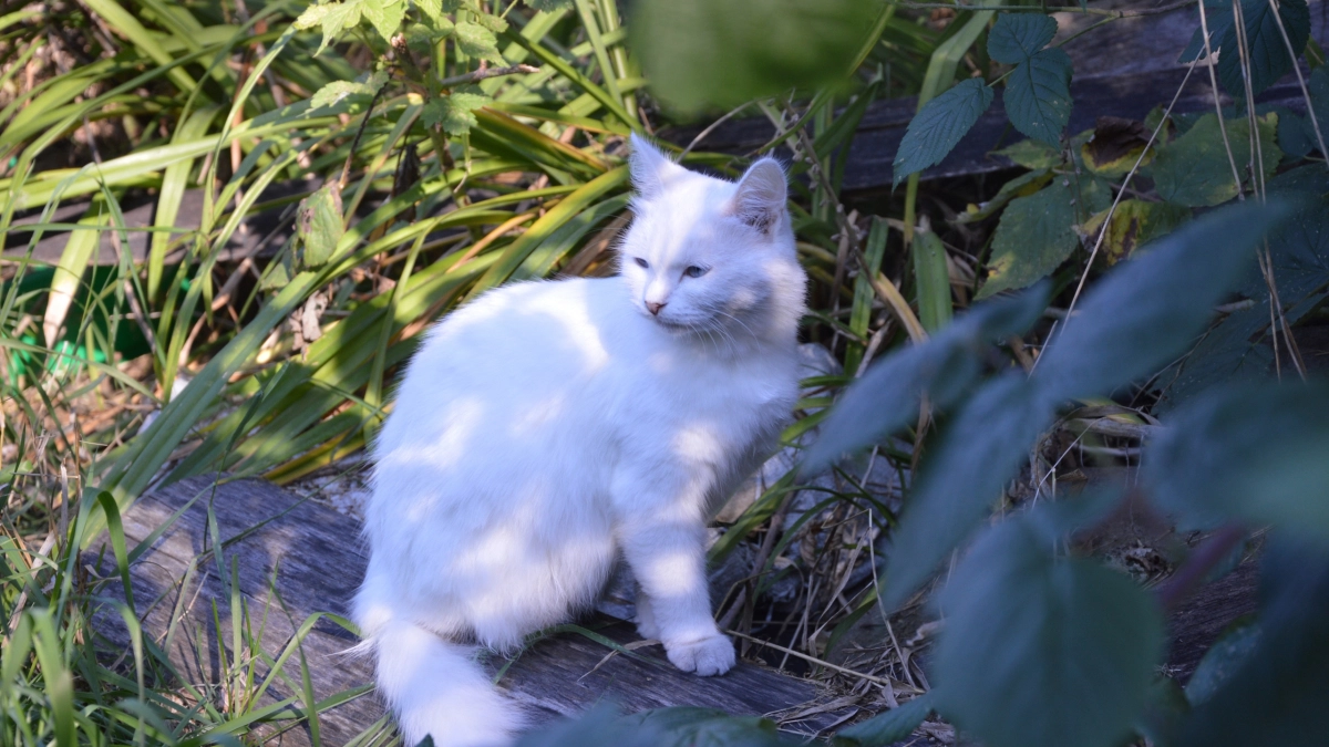 9 самых важных признаков и сигналов, что ваша кошка вас любит: проверьте себя