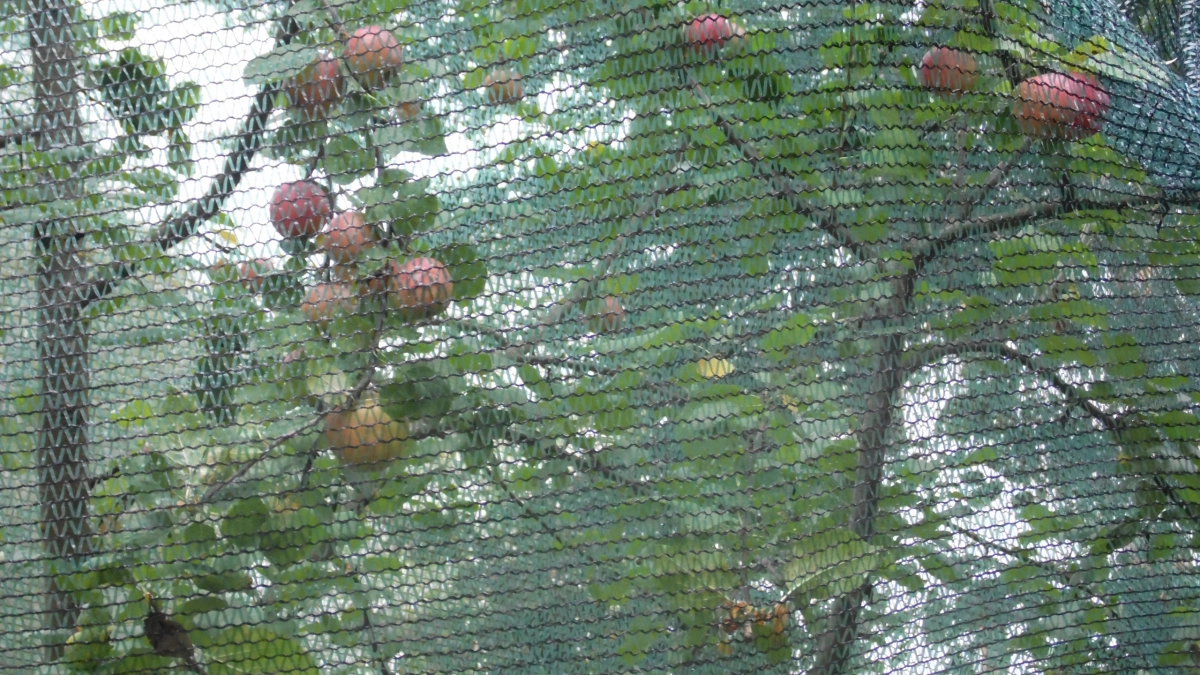 Перестала клеить ловчие пояса на деревья в саду против муравьёв: придумала свой способ защиты от вредителей