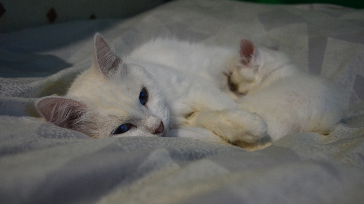 Не тронут попугая и не обидят хомяка: 5 пород кошек, которые не охотятся на мелких