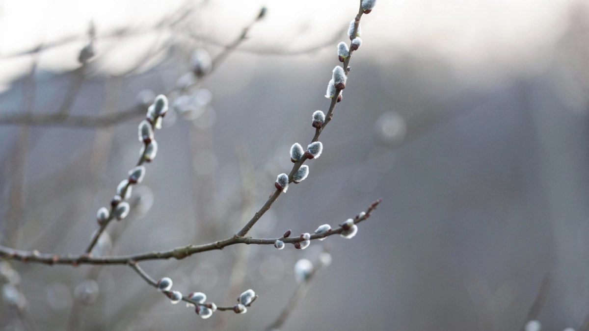 Апрельский циклон не даёт липецким коммунальщикам отключить батареи