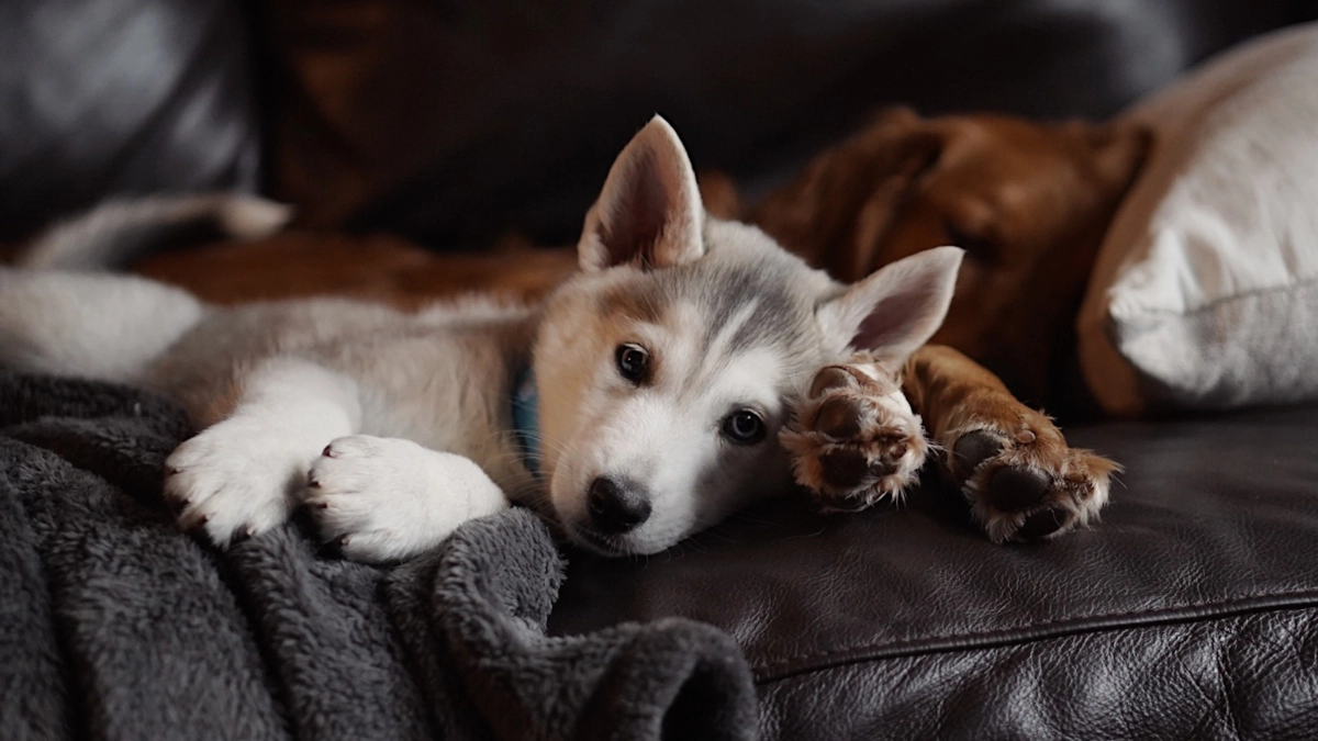 Ни шерсти на диване, ни на одежде: 6 пород собак, которые не доставляют хлопот с линькой
