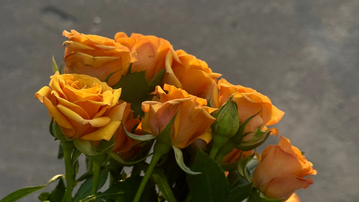 Цветы-талисманы для каждого знака зодиака: какие растения принесут удачу и спасут от несчастий