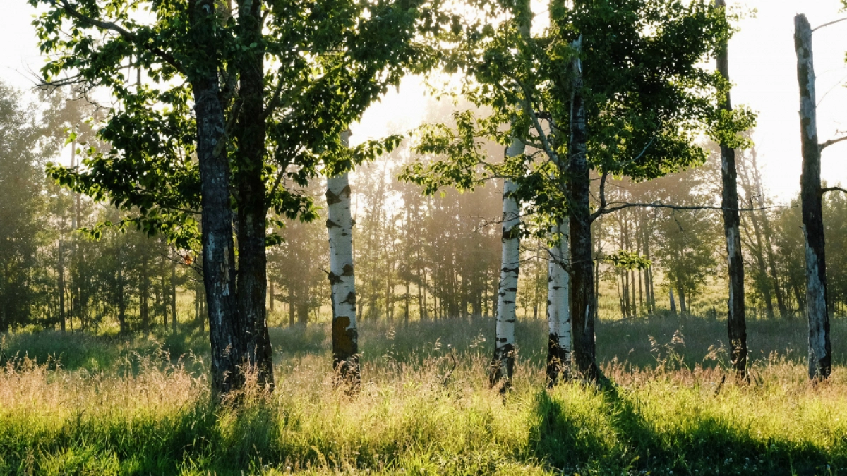 Липецкие муниципалитеты поделят 216 млн на защиту экологии