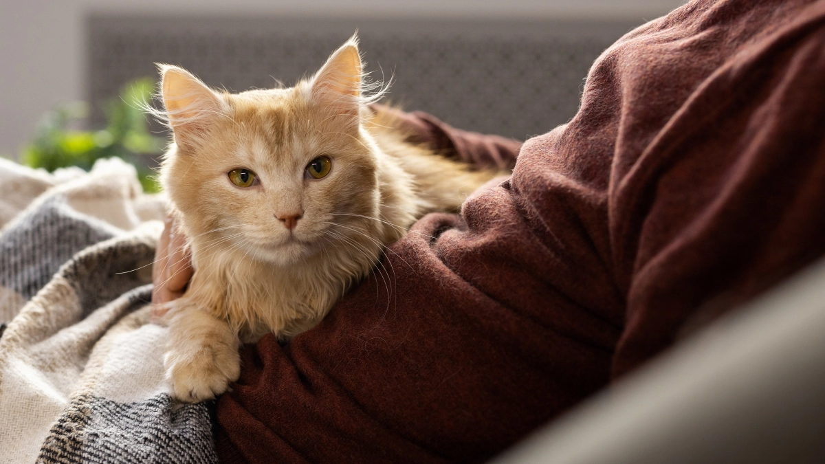 Живут до 20 лет и редко болеют: 3 породы кошек-долгожителей для тех, кто ищет верного друга