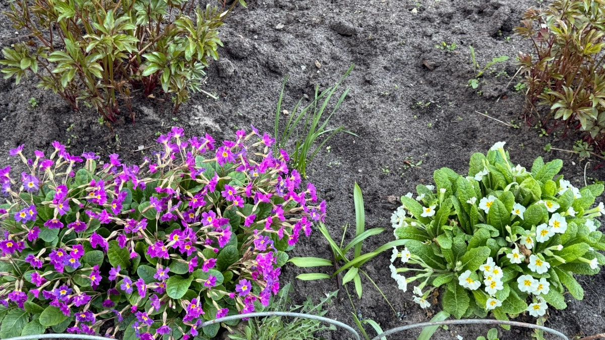 Шикарный сад для лентяек: 7 цветов, которые сажают лишь раз - сами растут и размножаются без хлопот