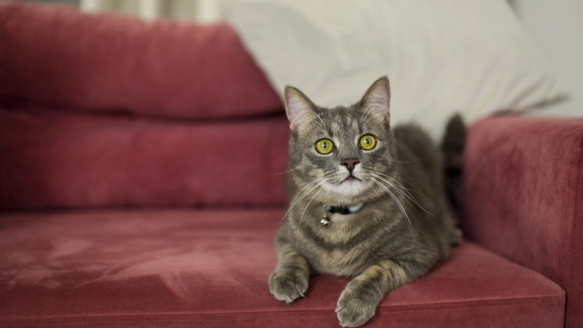Тихие, спокойные, с мебелью дружат: 5 пород кошек, которые идеально подходят для квартиры