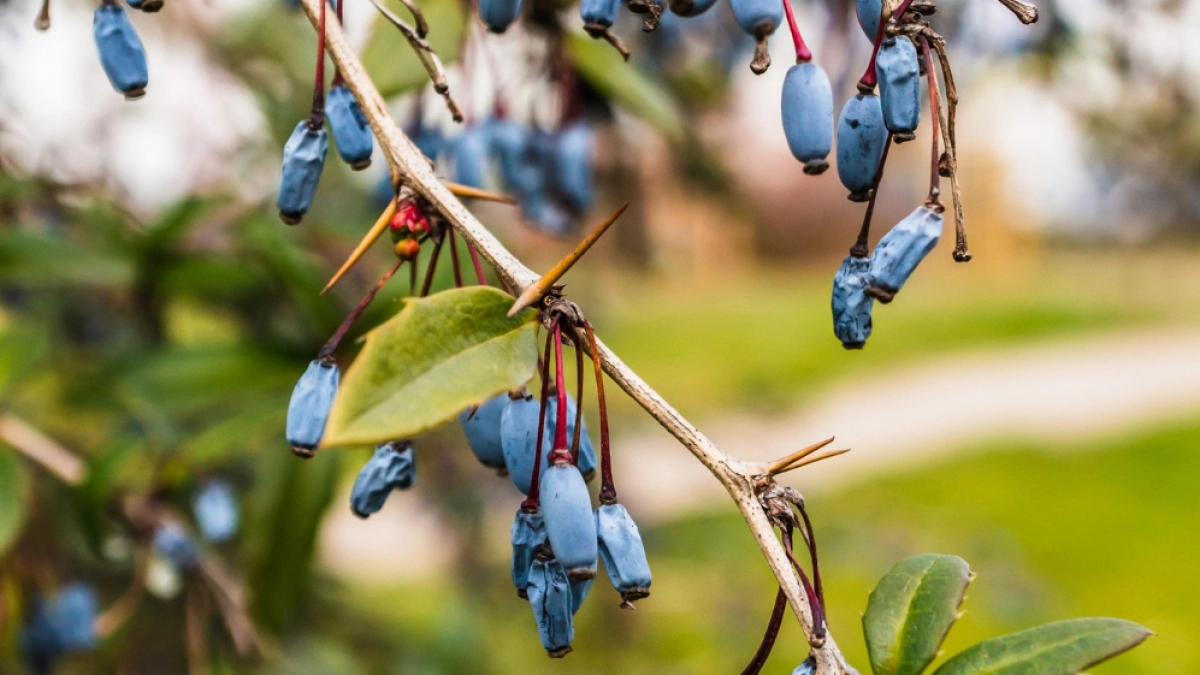 Жимолости до плодоношения — первым делом: 2 горсти под куст — в июне собираем ягоды крупнее винограда