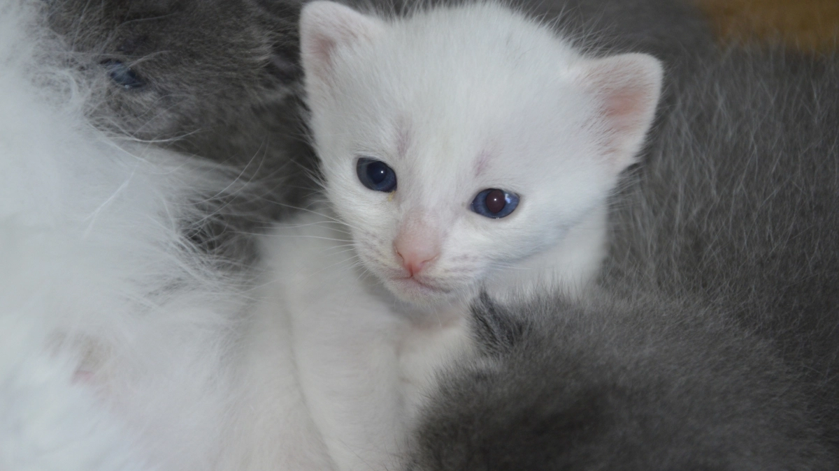 Учёные выделили 5 типов характера кошек: посмотрите, какой у вашего питомца